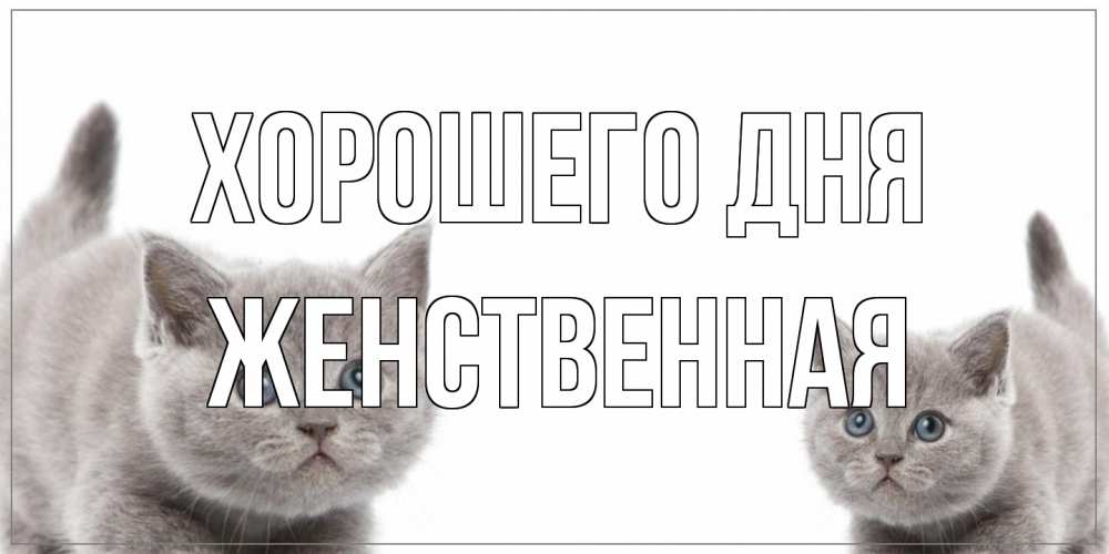 Открытка на каждый день с именем, женственная Хорошего дня открытка с котами Прикольная открытка с пожеланием онлайн скачать бесплатно 