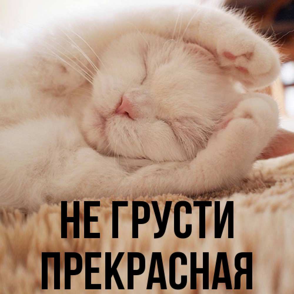 Открытка на каждый день с именем, Пpекpасная Не грусти Котенок спит Прикольная открытка с пожеланием онлайн скачать бесплатно 