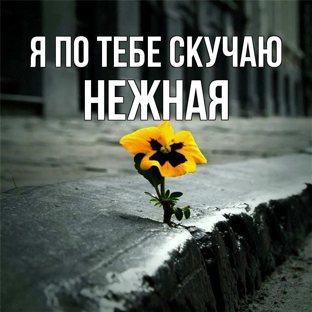 Открытка на каждый день с именем, Нежная Я по тебе скучаю надеюсь будет лучше Прикольная открытка с пожеланием онлайн скачать бесплатно 