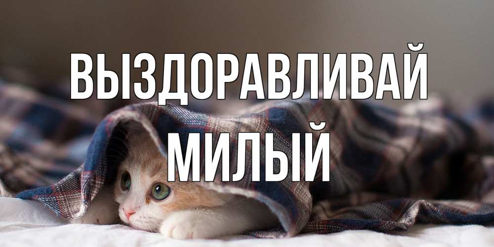 Открытка на каждый день с именем, Милый Выздоравливай не болейте с котиком Прикольная открытка с пожеланием онлайн скачать бесплатно 
