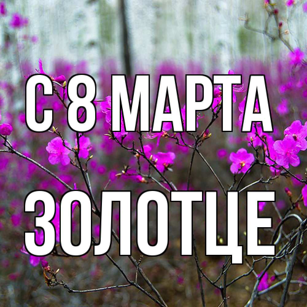 Открытка на каждый день с именем, Золотце C 8 МАРТА дикие цветы Прикольная открытка с пожеланием онлайн скачать бесплатно 