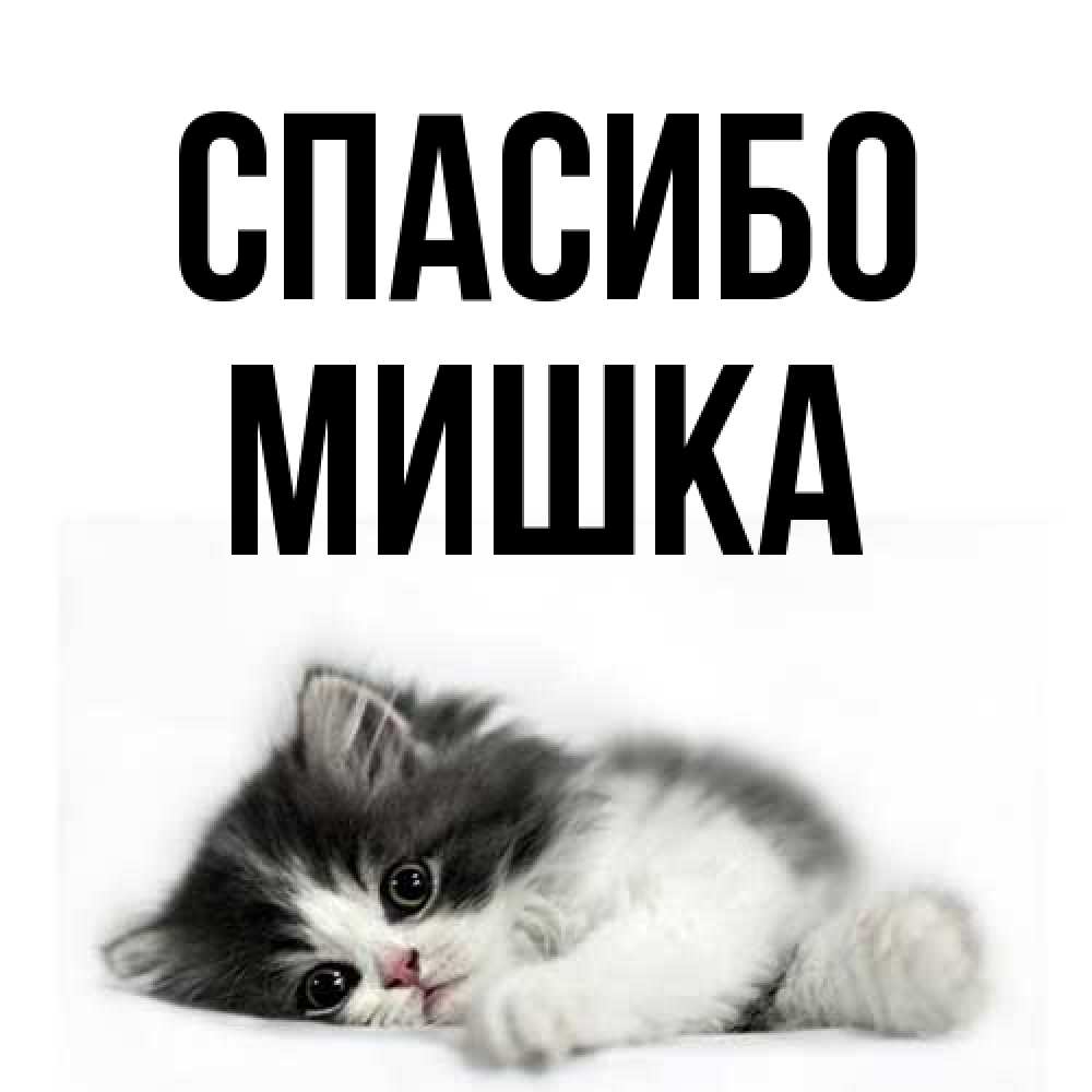 Открытка на каждый день с именем, Мишка Спасибо черный и белый кот Прикольная открытка с пожеланием онлайн скачать бесплатно 