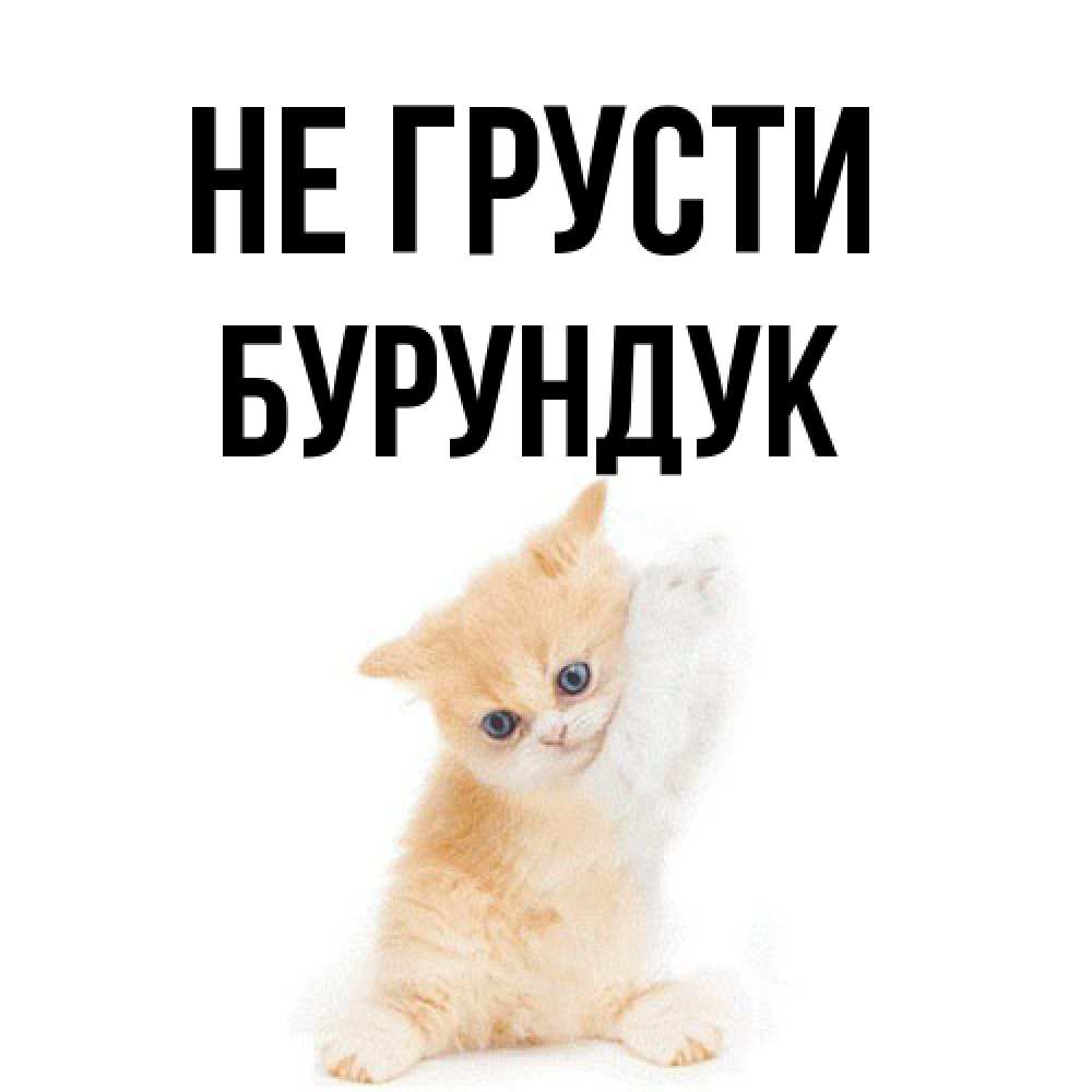 Открытка на каждый день с именем, Бурундук Не грусти просящий кот Прикольная открытка с пожеланием онлайн скачать бесплатно 