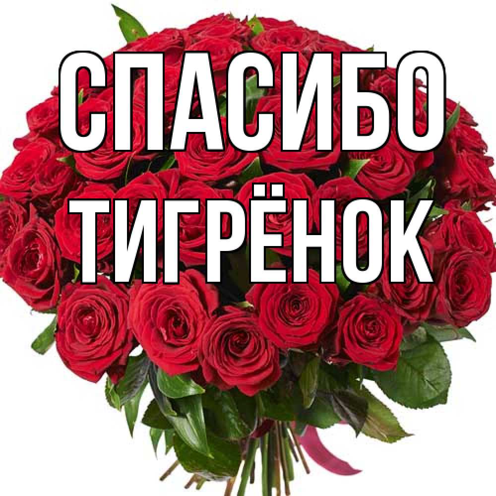 Открытка на каждый день с именем, Тигрёнок Спасибо букет красных роз Прикольная открытка с пожеланием онлайн скачать бесплатно 