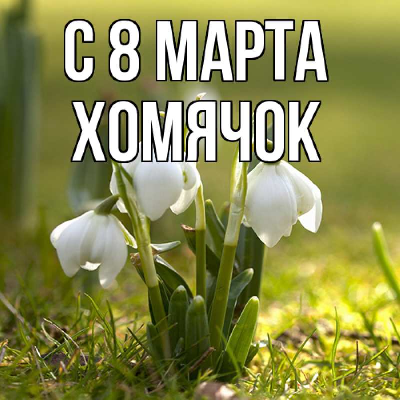 Картинка C 8 МАРТА, Хомячок