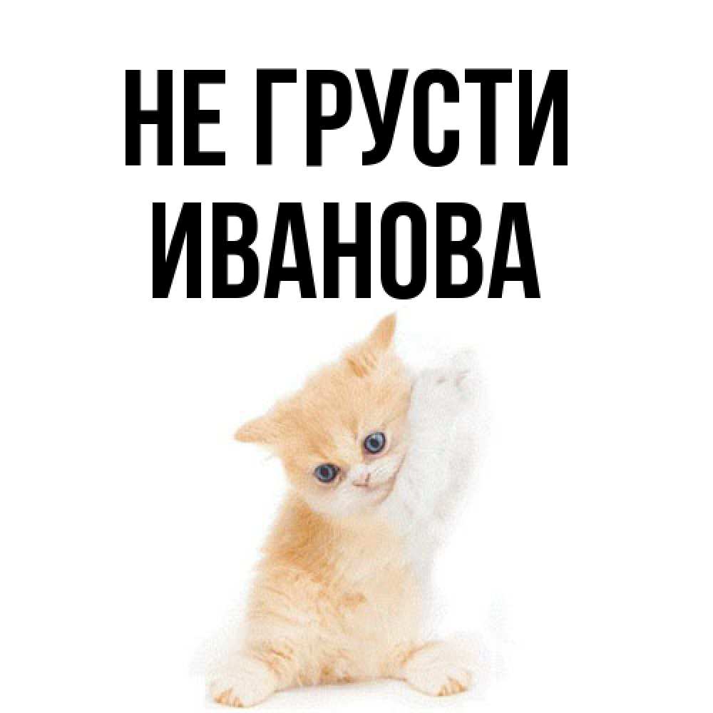 Открытка на каждый день с именем, Иванова Не грусти просящий кот Прикольная открытка с пожеланием онлайн скачать бесплатно 