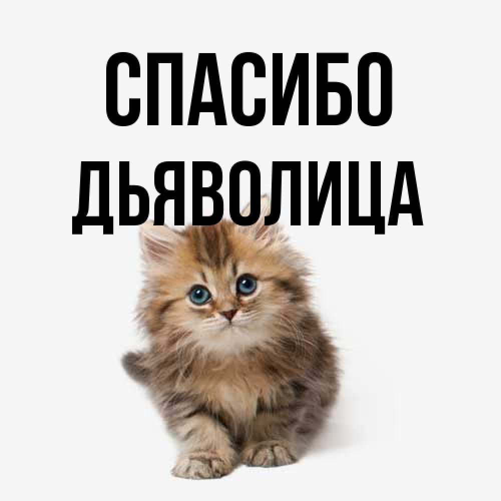 Открытка на каждый день с именем, Дьяволица Спасибо пушистый котик Прикольная открытка с пожеланием онлайн скачать бесплатно 