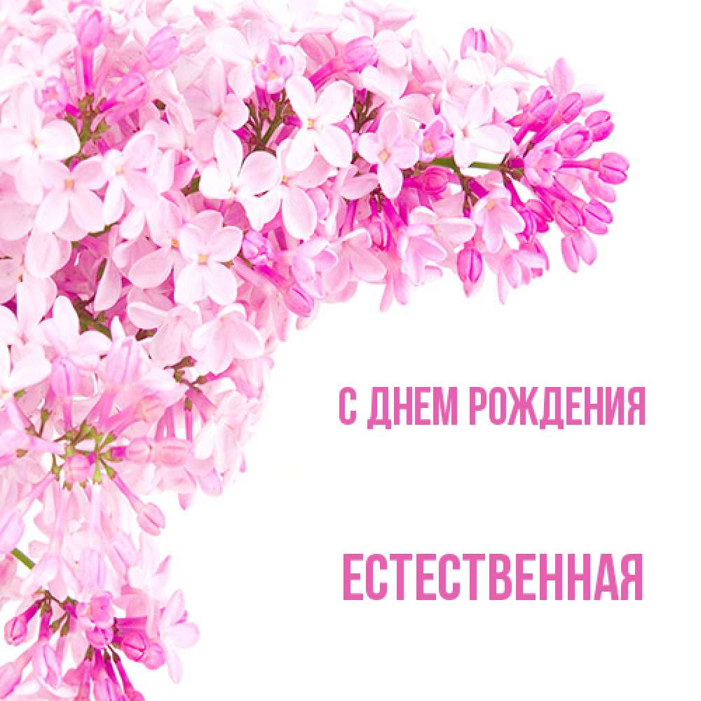 Открытка на каждый день с именем, Естественная С днем рождения Сирень на белом фоне Прикольная открытка с пожеланием онлайн скачать бесплатно 