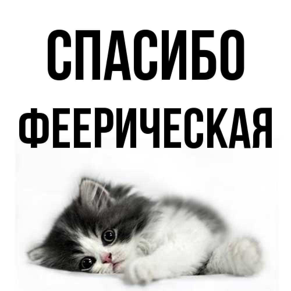 Открытка на каждый день с именем, феерическая Спасибо черный и белый кот Прикольная открытка с пожеланием онлайн скачать бесплатно 
