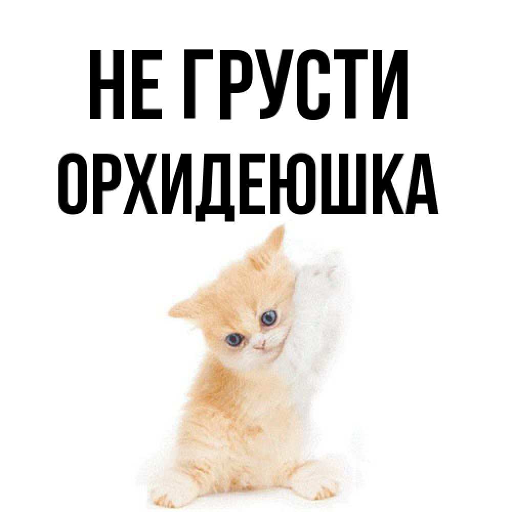 Открытка на каждый день с именем, Орхидеюшка Не грусти просящий кот Прикольная открытка с пожеланием онлайн скачать бесплатно 