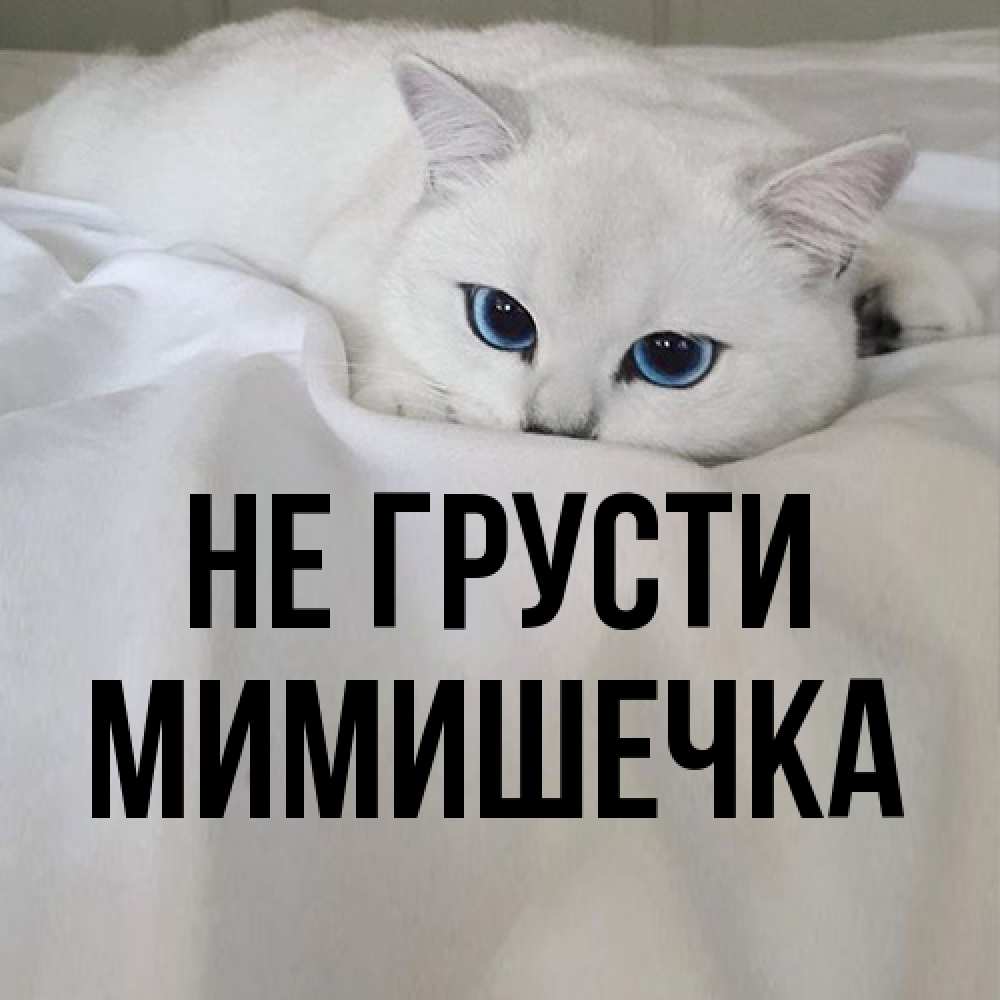 Открытка на каждый день с именем, мимишечка Не грусти Голубоглазая кошка Прикольная открытка с пожеланием онлайн скачать бесплатно 