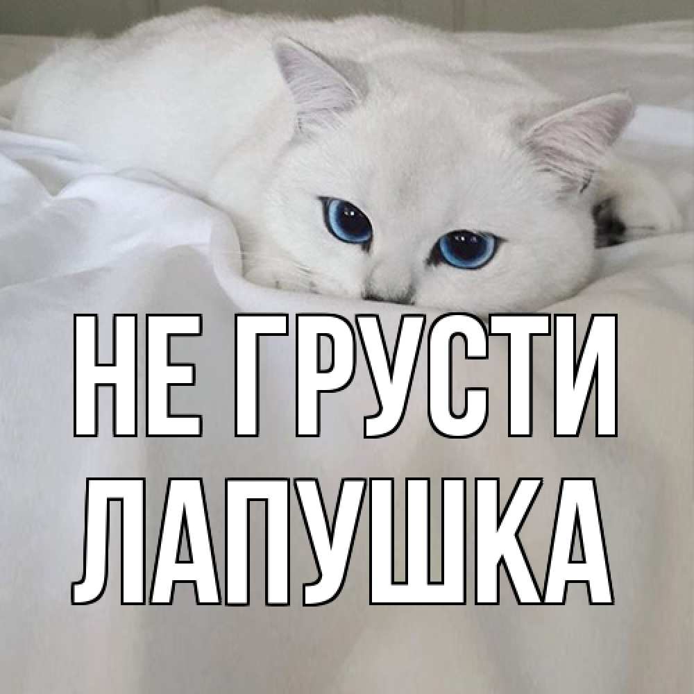 Открытка на каждый день с именем, лапушка Не грусти белый кот с голубыми глазами на белоснежной кровати Прикольная открытка с пожеланием онлайн скачать бесплатно 