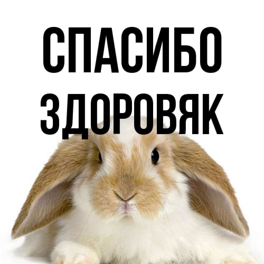 Открытка на каждый день с именем, Здоровяк Спасибо коричнево белый заяц Прикольная открытка с пожеланием онлайн скачать бесплатно 