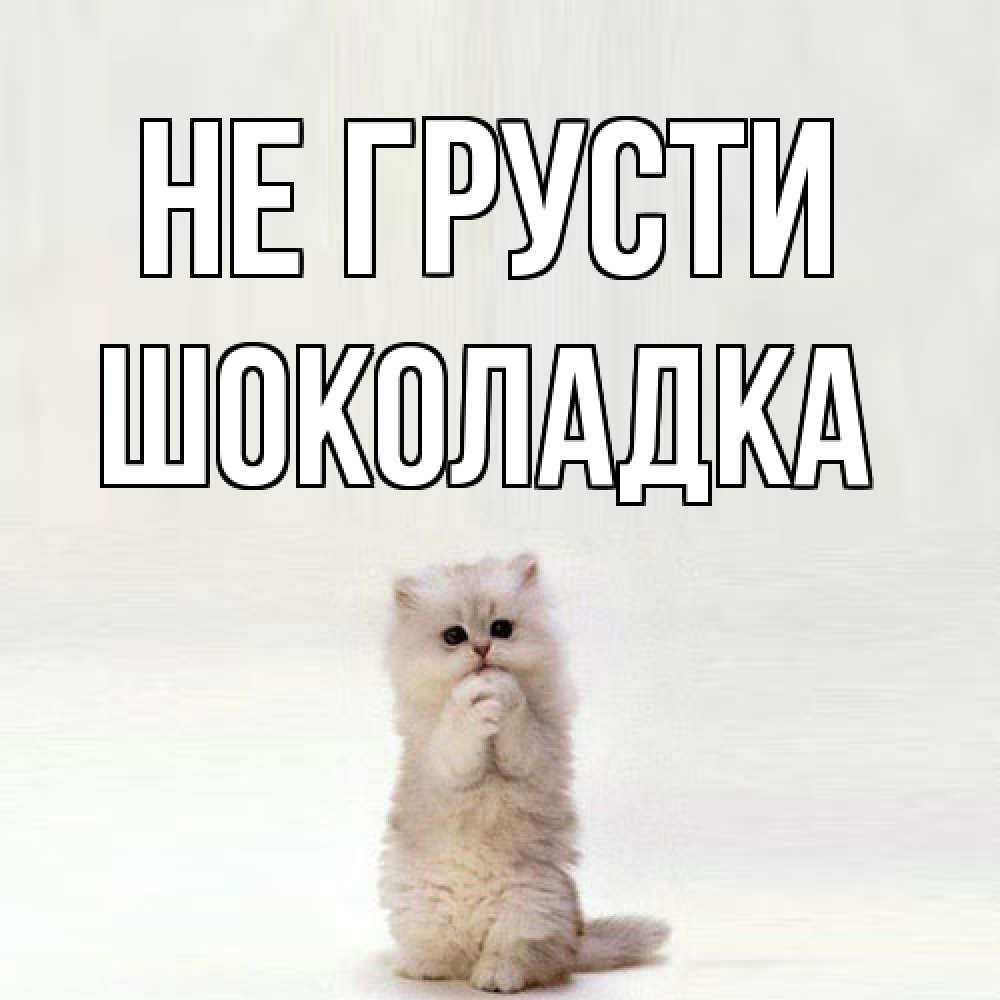 Открытка на каждый день с именем, Шоколадка Не грусти грустный кот Прикольная открытка с пожеланием онлайн скачать бесплатно 