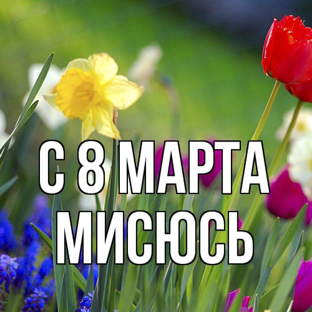 Открытка на каждый день с именем, мисюсь C 8 МАРТА международный женский день 3 Прикольная открытка с пожеланием онлайн скачать бесплатно 
