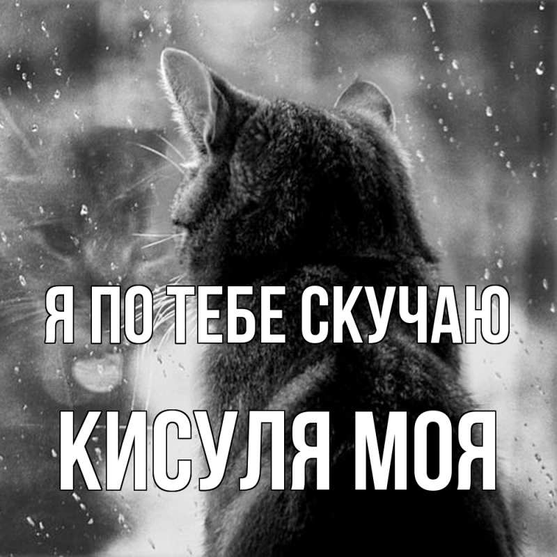 Картинка Я по тебе скучаю, Кисуля моя