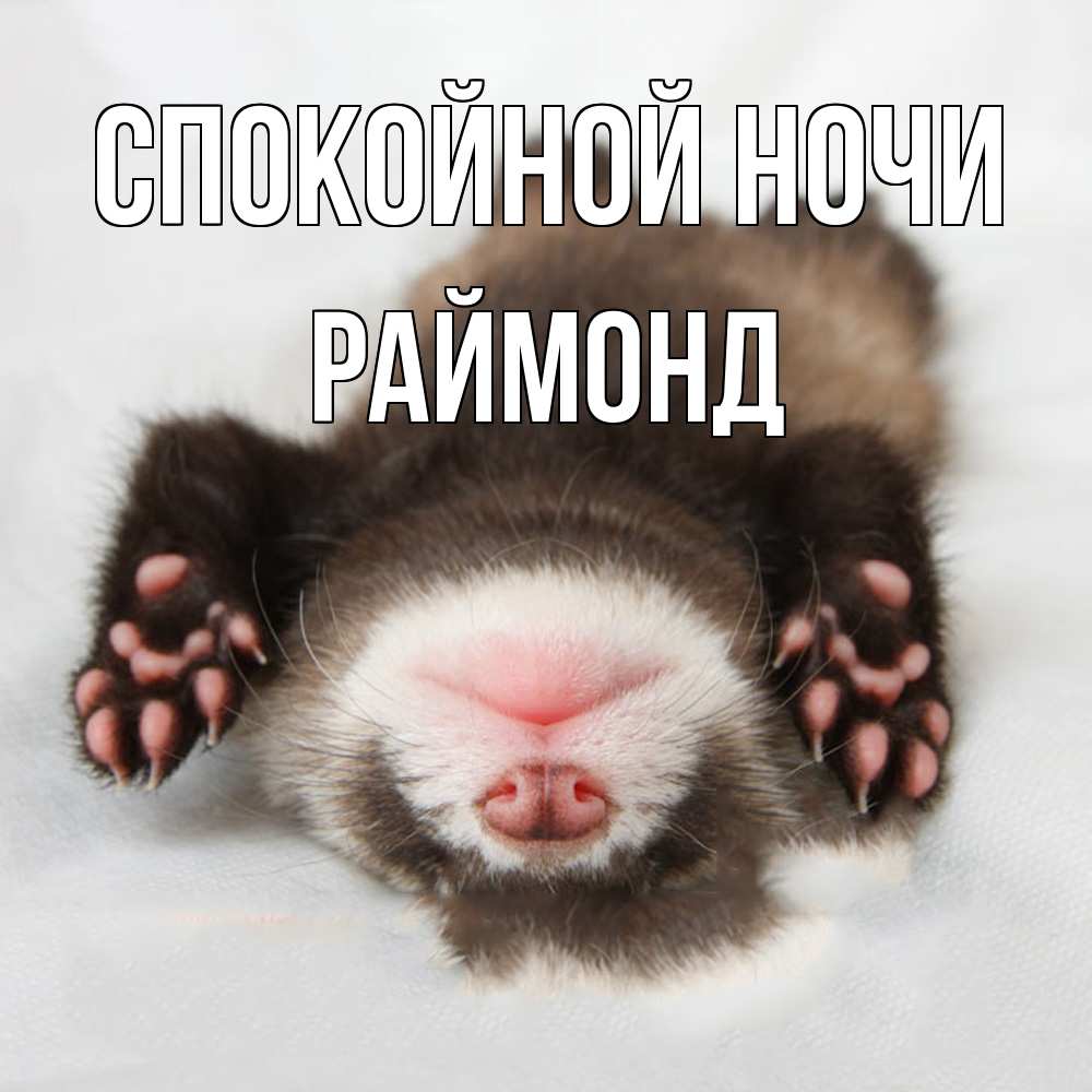 Открытка на каждый день с именем, Раймонд Спокойной ночи зверек Прикольная открытка с пожеланием онлайн скачать бесплатно 