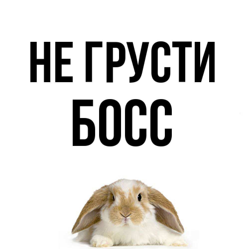 Открытка на каждый день с именем, Босс Не грусти коричнево белый заяц с большими ушками Прикольная открытка с пожеланием онлайн скачать бесплатно 
