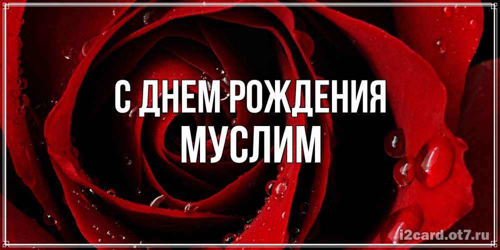 Открытка на каждый день с именем, Муслим С днем рождения крупная бордовая роза Прикольная открытка с пожеланием онлайн скачать бесплатно 