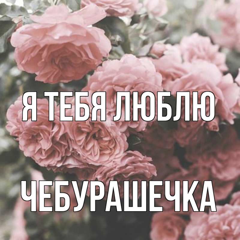 Картинка Я тебя люблю, Чебурашечка