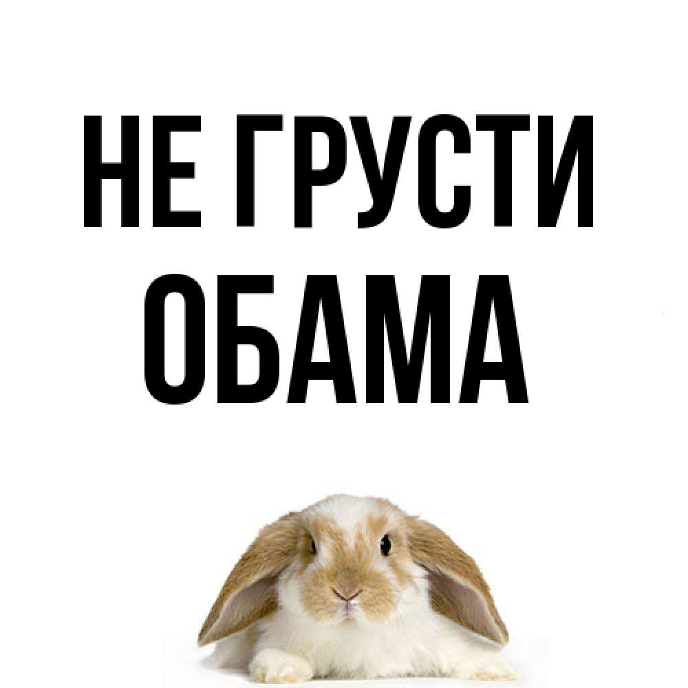 Открытка на каждый день с именем, Обама Не грусти коричнево белый заяц с большими ушками Прикольная открытка с пожеланием онлайн скачать бесплатно 