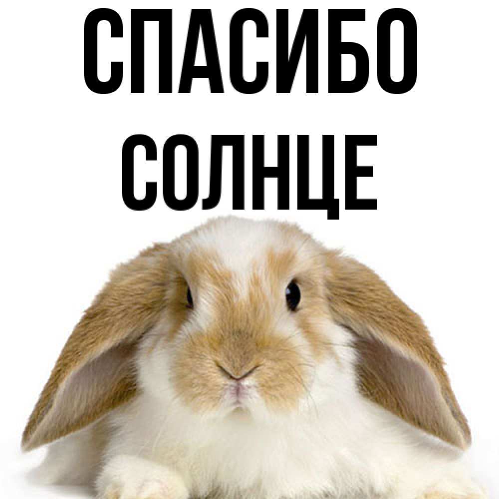 Открытка на каждый день с именем, солнце Спасибо коричнево белый заяц Прикольная открытка с пожеланием онлайн скачать бесплатно 