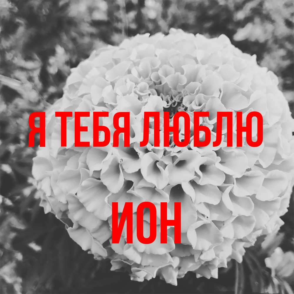 Открытка на каждый день с именем, Ион Я тебя люблю подпись Прикольная открытка с пожеланием онлайн скачать бесплатно 