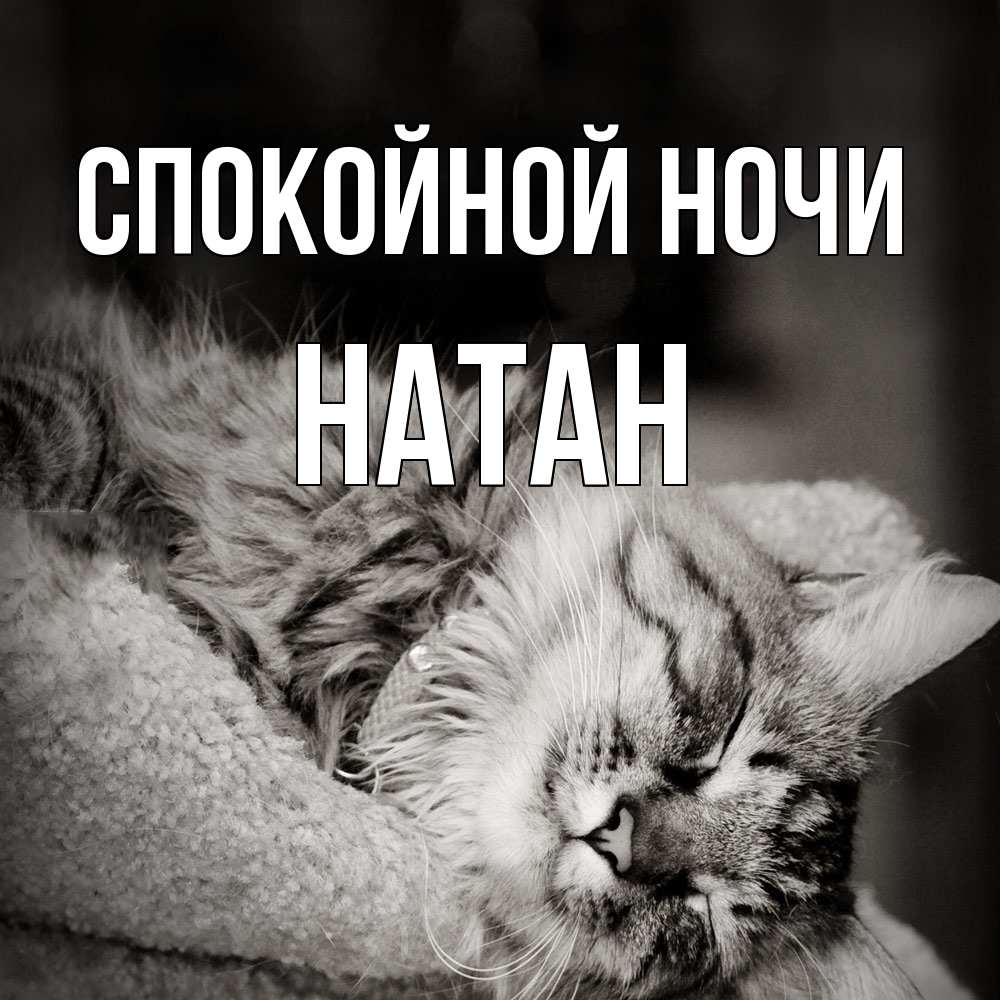 Открытка на каждый день с именем, Натан Спокойной ночи котярик пушистый Прикольная открытка с пожеланием онлайн скачать бесплатно 