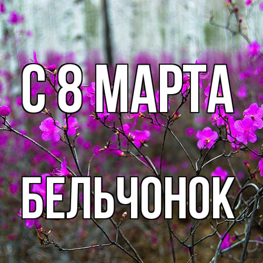 Открытка на каждый день с именем, бельчонок C 8 МАРТА дикие цветы Прикольная открытка с пожеланием онлайн скачать бесплатно 