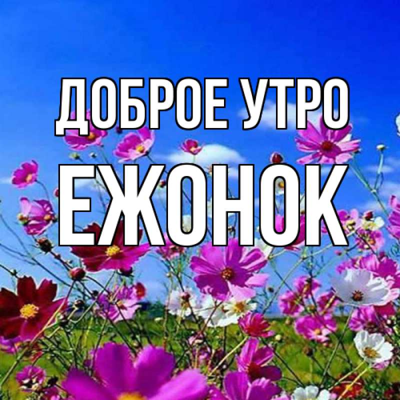 Картинка Доброе утро, Ежонок