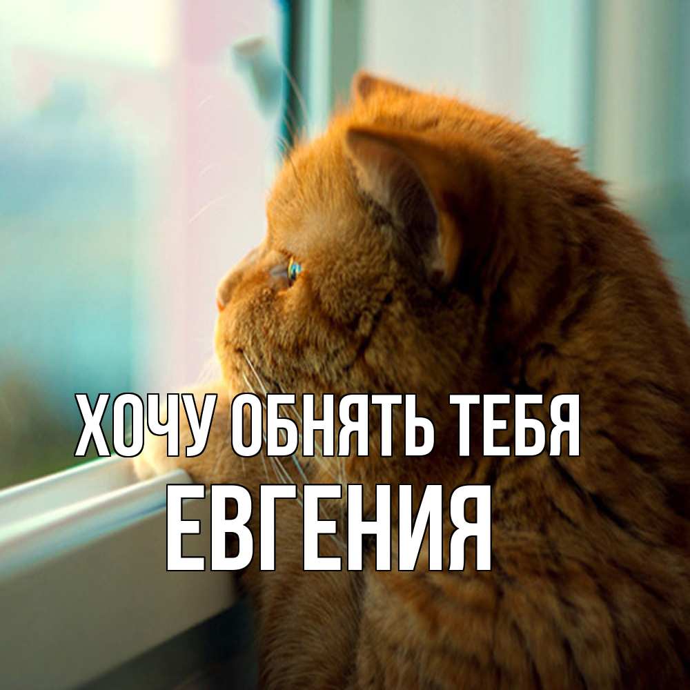 Открытка на каждый день с именем, Евгения Хочу обнять тебя большой огромный рыжий котяра Прикольная открытка с пожеланием онлайн скачать бесплатно 