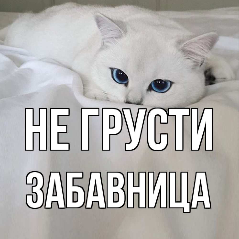 Открытка на каждый день с именем, Забавница Не грусти белый кот с голубыми глазами на белоснежной кровати Прикольная открытка с пожеланием онлайн скачать бесплатно 