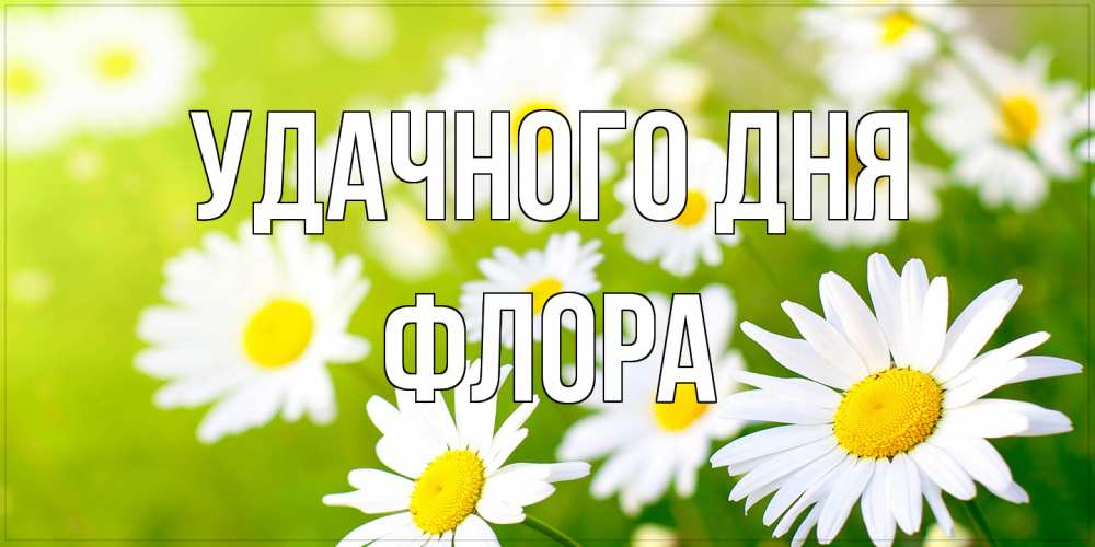 Открытка на каждый день с именем, Флора Удачного дня открытка с ромашками на зеленом фоне Прикольная открытка с пожеланием онлайн скачать бесплатно 