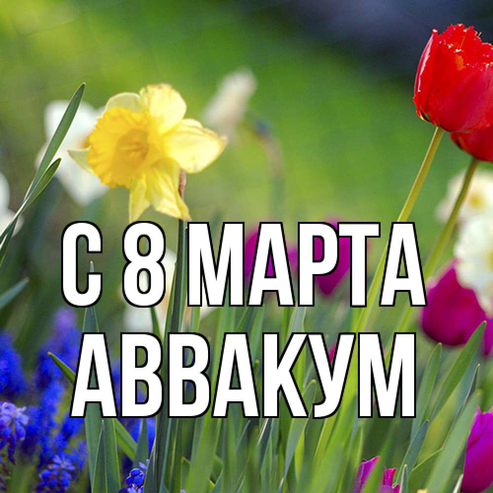 Открытка на каждый день с именем, Аввакум C 8 МАРТА международный женский день 3 Прикольная открытка с пожеланием онлайн скачать бесплатно 