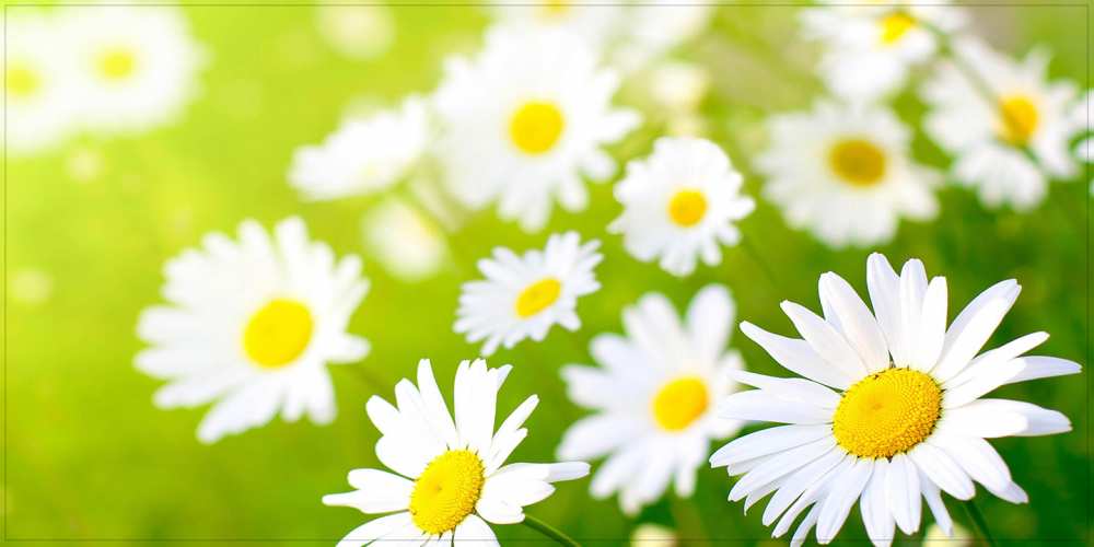 Открытка на каждый день с именем, Дана Удачного дня открытка с ромашками на зеленом фоне Прикольная открытка с пожеланием онлайн скачать бесплатно 