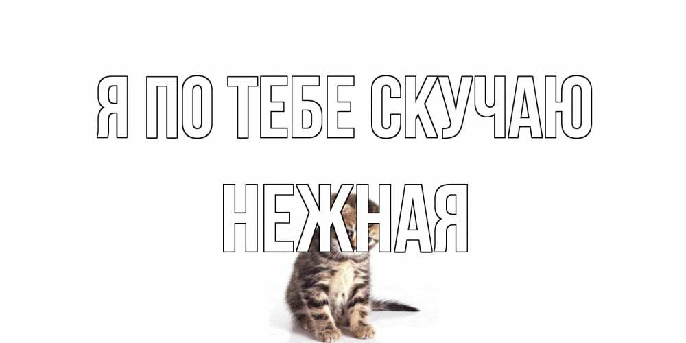 Открытка на каждый день с именем, Нежная Я по тебе скучаю кот Прикольная открытка с пожеланием онлайн скачать бесплатно 