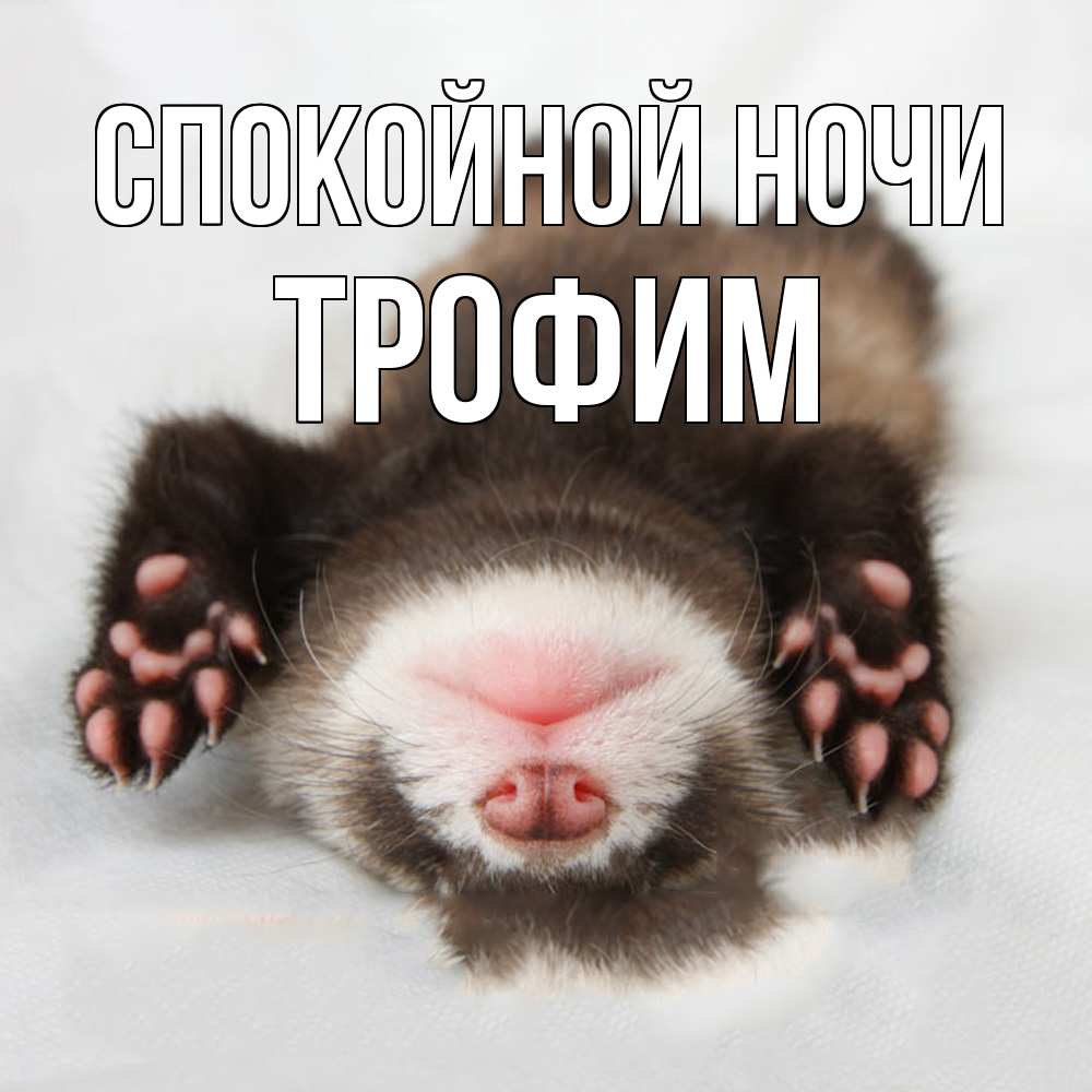 Открытка на каждый день с именем, Трофим Спокойной ночи зверек Прикольная открытка с пожеланием онлайн скачать бесплатно 