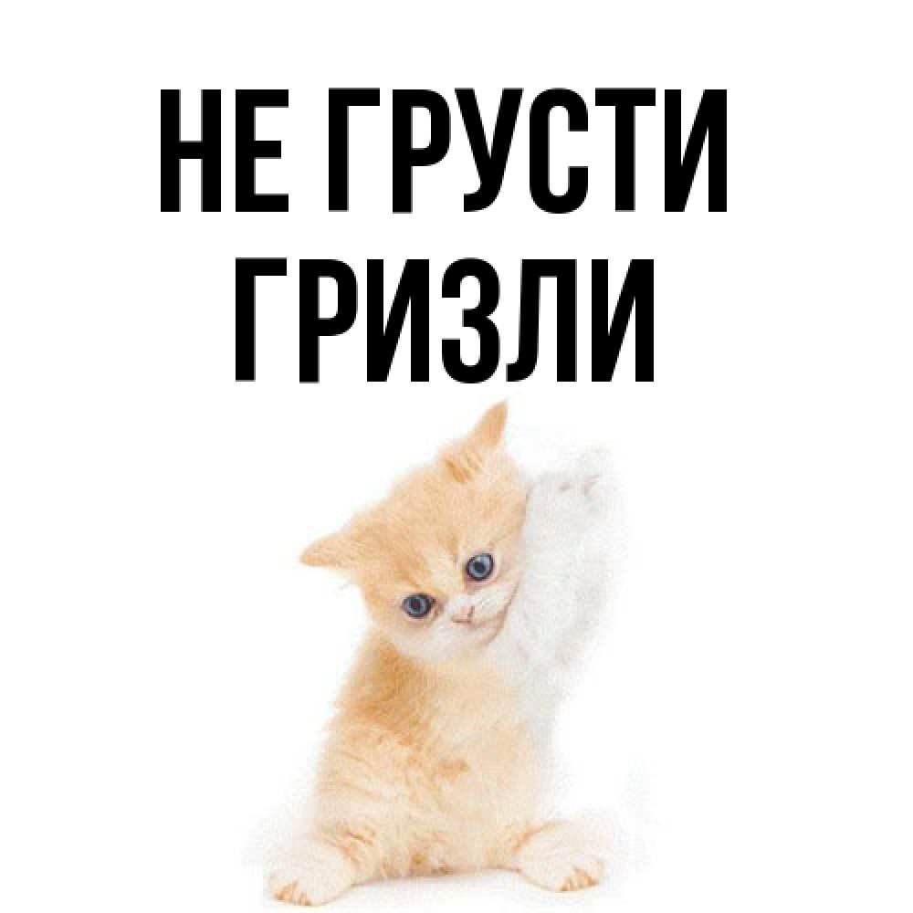 Открытка на каждый день с именем, Гризли Не грусти просящий кот Прикольная открытка с пожеланием онлайн скачать бесплатно 