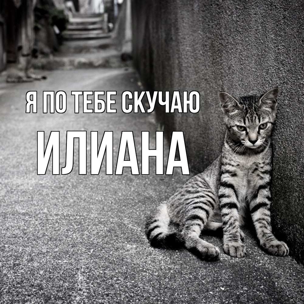 Открытка на каждый день с именем, Илиана Я по тебе скучаю одиноко котику Прикольная открытка с пожеланием онлайн скачать бесплатно 