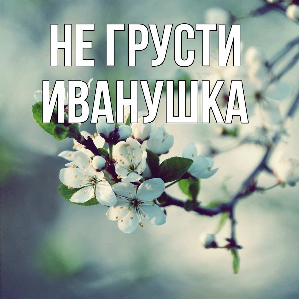 Открытка на каждый день с именем, Иванушка Не грусти яблоня в цвету 1 Прикольная открытка с пожеланием онлайн скачать бесплатно 