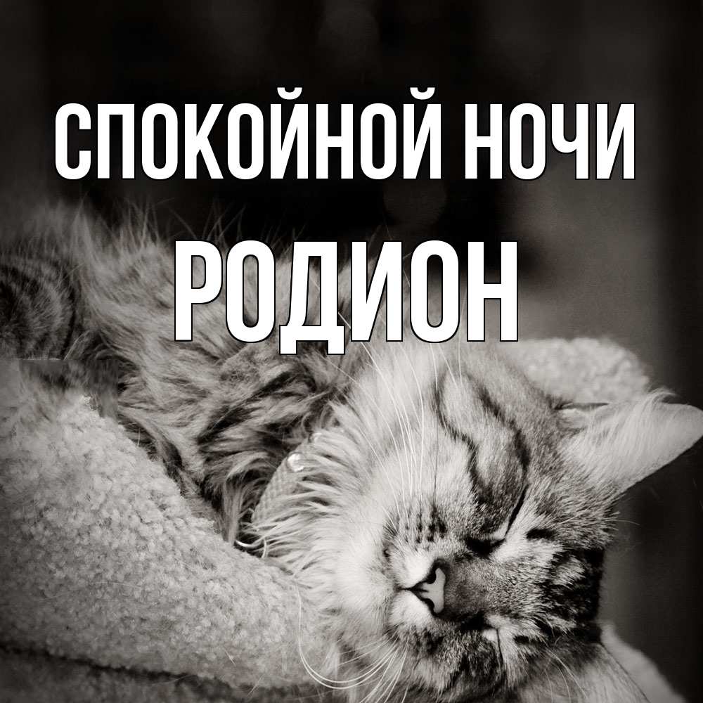 Открытка на каждый день с именем, Родион Спокойной ночи котярик пушистый Прикольная открытка с пожеланием онлайн скачать бесплатно 