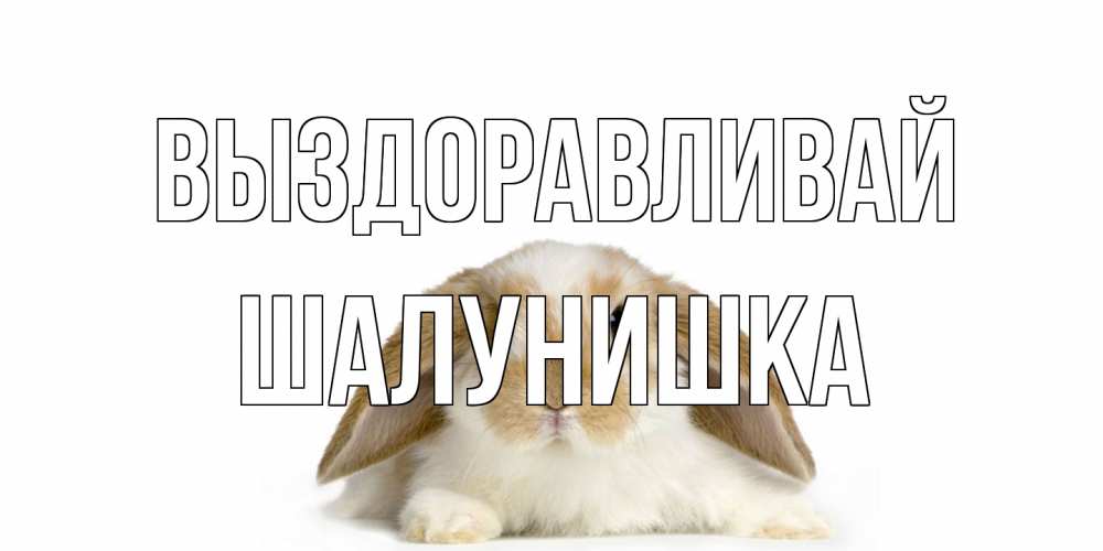 Открытка на каждый день с именем, шалунишка Выздоравливай вислоухий кролик белого и коричневого цвета Прикольная открытка с пожеланием онлайн скачать бесплатно 