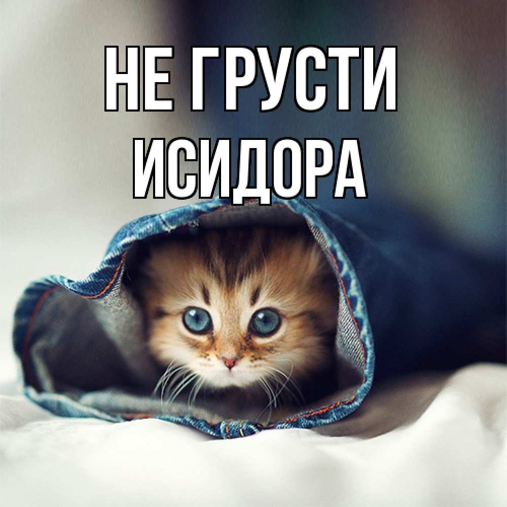 Открытка на каждый день с именем, Исидора Не грусти кот в одежде Прикольная открытка с пожеланием онлайн скачать бесплатно 