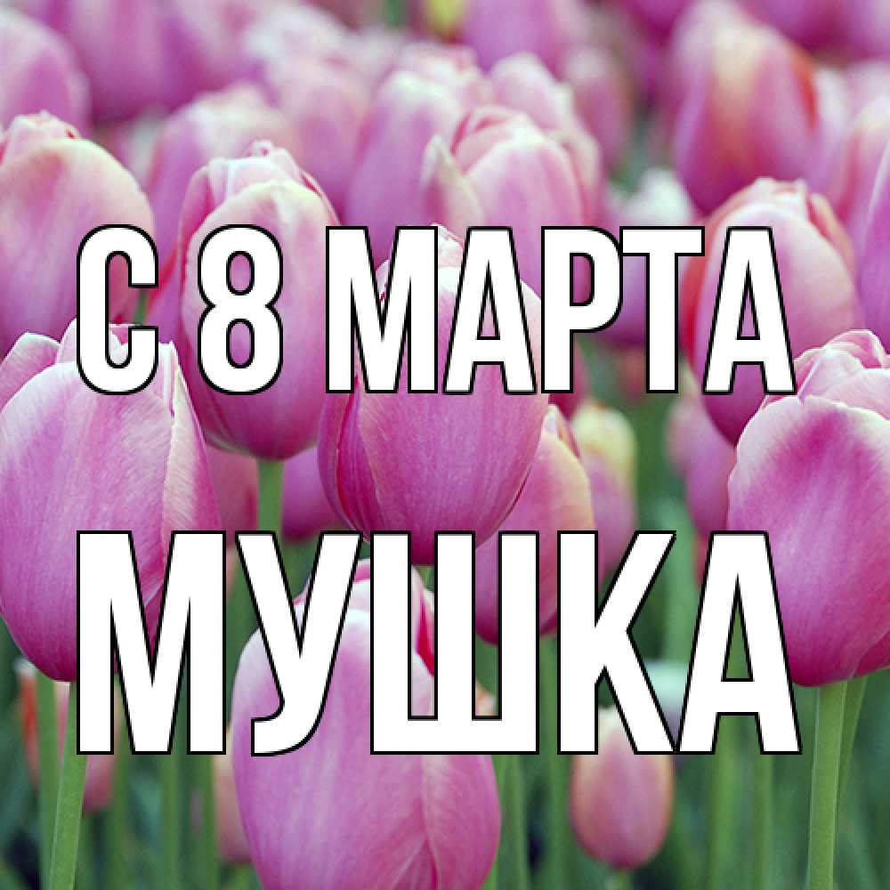 Открытка на каждый день с именем, мушка C 8 МАРТА на международный женский день 3 Прикольная открытка с пожеланием онлайн скачать бесплатно 