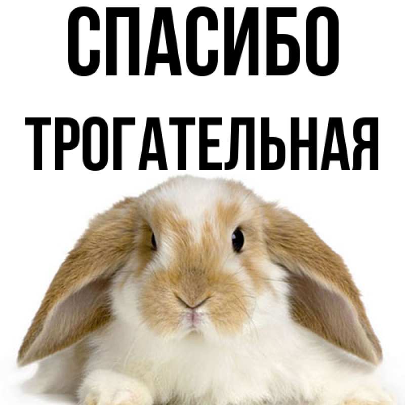 Картинка Спасибо, Трогательная