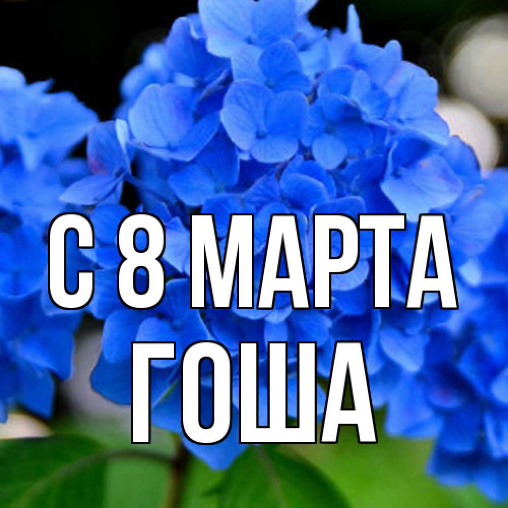 Открытка на каждый день с именем, Гоша C 8 МАРТА синие цветы Прикольная открытка с пожеланием онлайн скачать бесплатно 