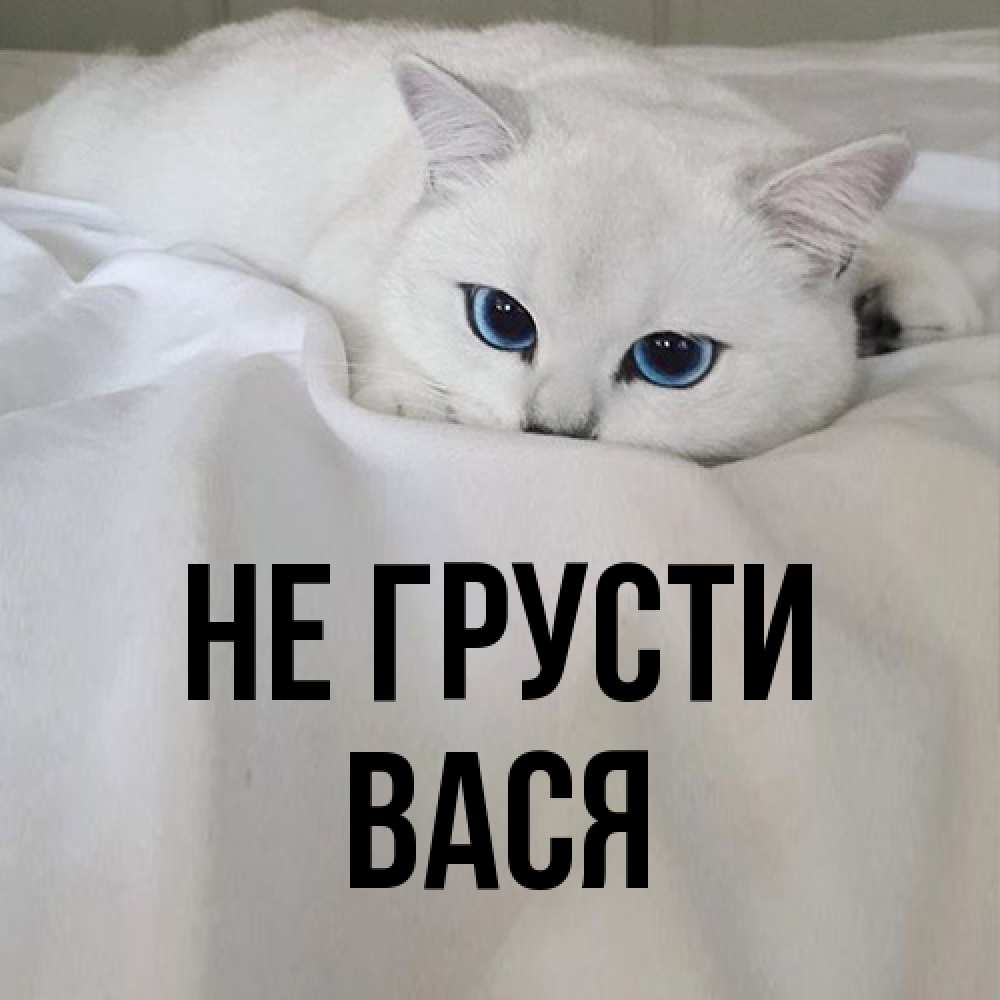 Открытка на каждый день с именем, Вася Не грусти Голубоглазая кошка Прикольная открытка с пожеланием онлайн скачать бесплатно 