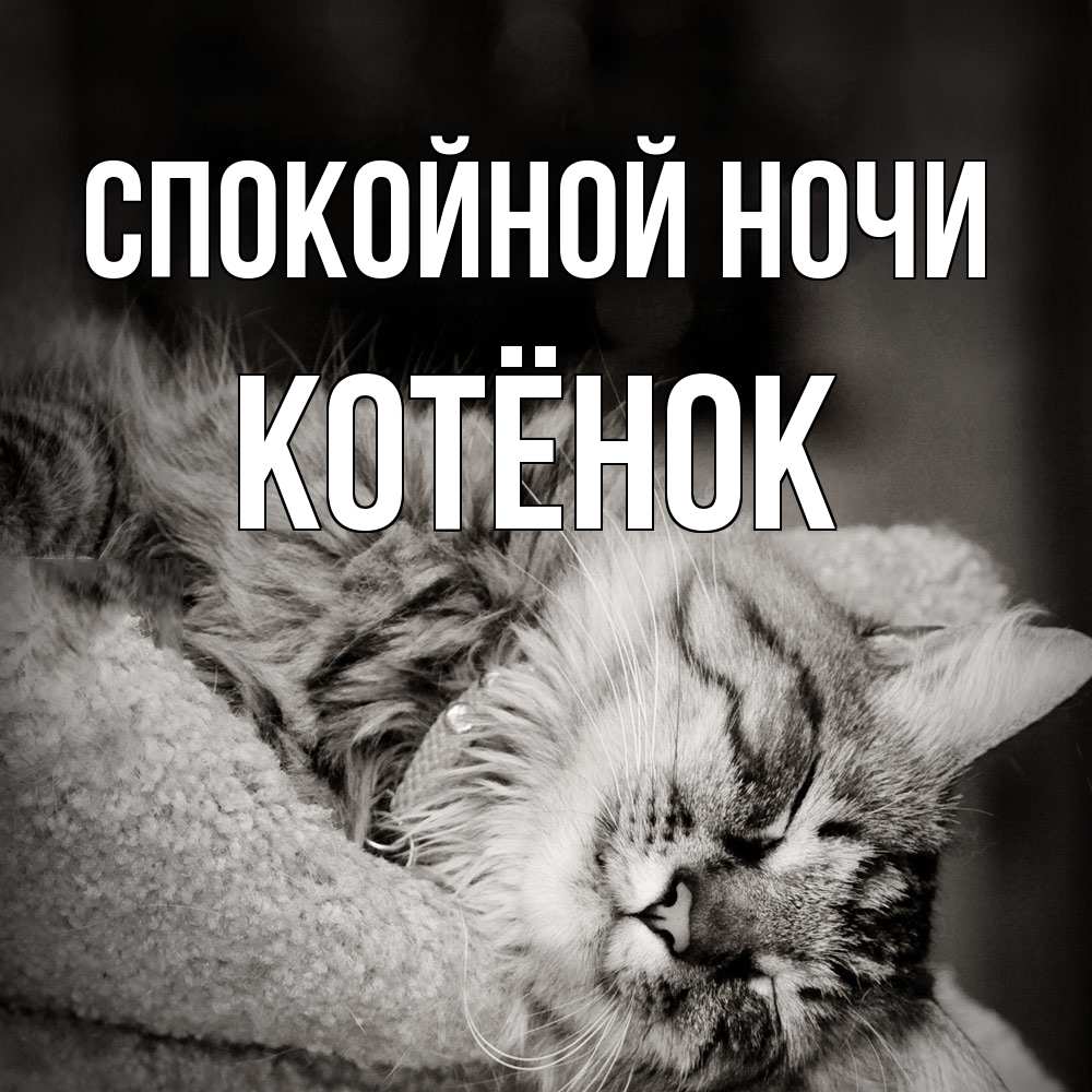 Открытка на каждый день с именем, Котёнок Спокойной ночи котярик пушистый Прикольная открытка с пожеланием онлайн скачать бесплатно 