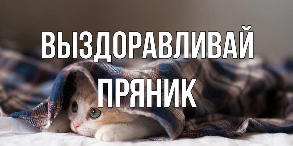 Открытка на каждый день с именем, Пряник Выздоравливай не болейте с котиком Прикольная открытка с пожеланием онлайн скачать бесплатно 