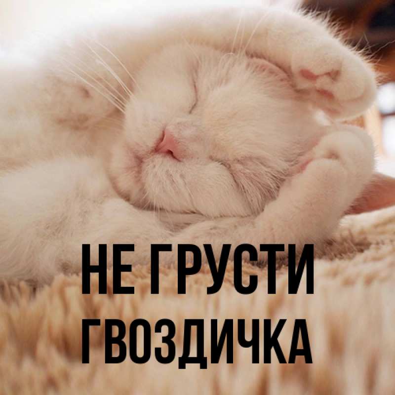 Картинка Не грусти, Гвоздичка